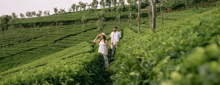 Munnar tea garden walk