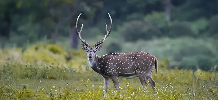 The Wild Karnataka