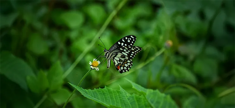 Cliffs Hills Backwaters