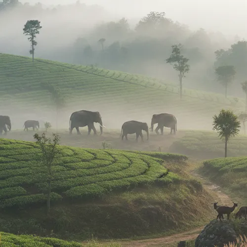 Hills Wildlife & Heritage