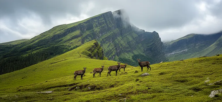 Kerala Scenic Symphony