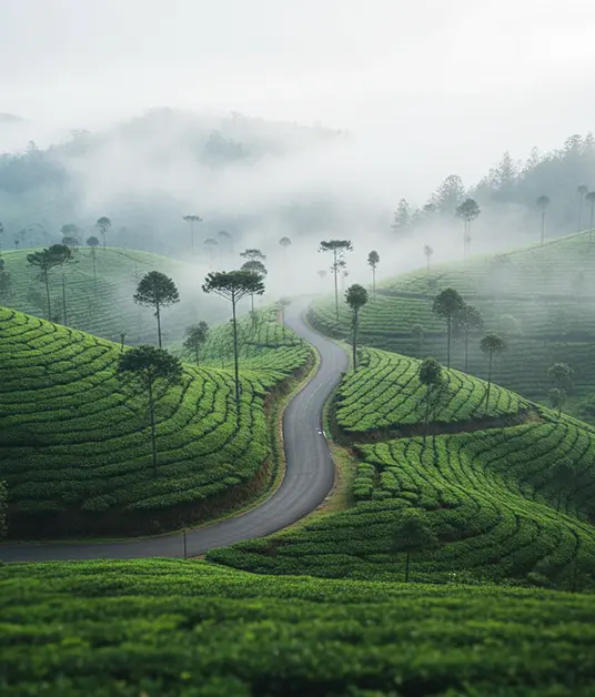 Munnar Weekend Escape