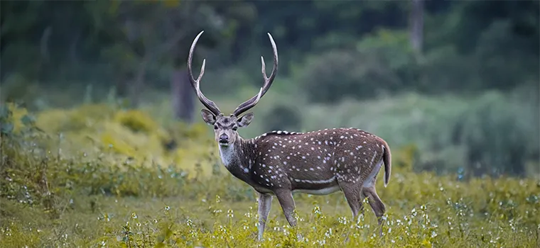 Nilgiris Royal Route