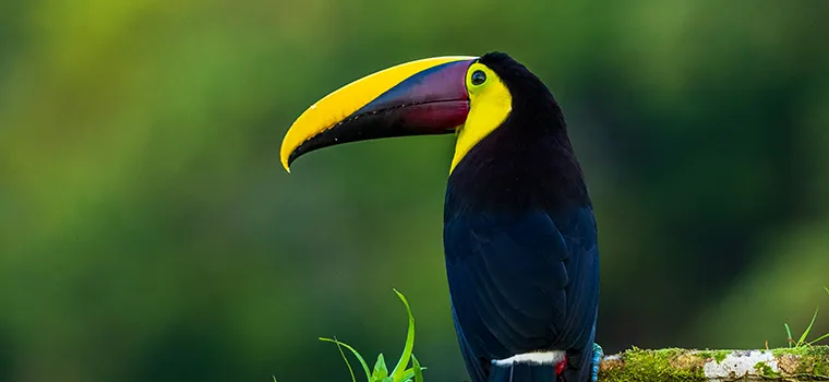 Kerala Signature Escape