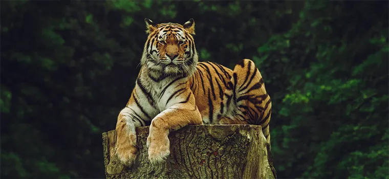 Ultimate Kerala Discovery