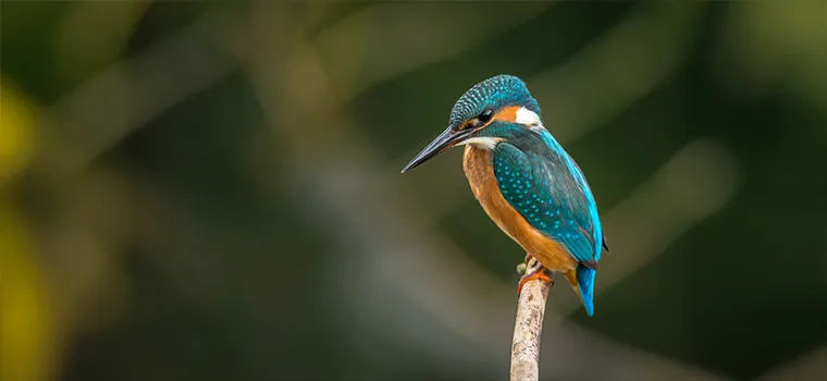 Ultimate Kerala Discovery