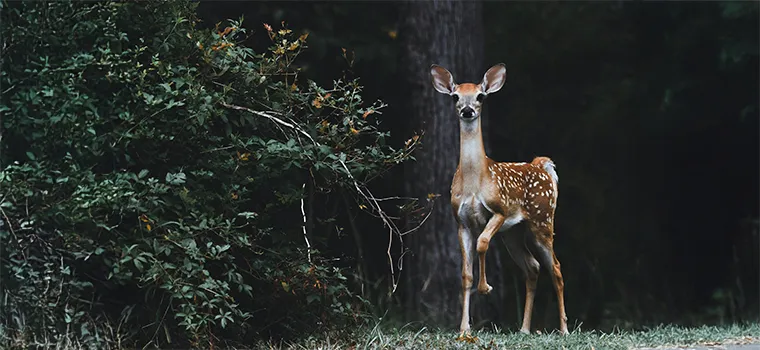 Grand South India Hills