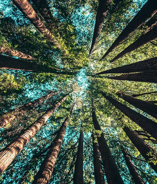 Kerala Hills & Tamil Nadu Shores